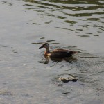 神戸川にはさまざまな生き物が住んでいます。ちょっと汚いけどね。