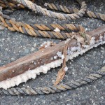 ゴマと一緒に入っていた棒…でっかーい塩の結晶！